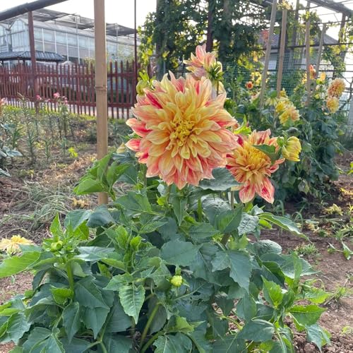 tubérculos de dalia resistentes, bulbos de dalia - flores perennes resistentes Tubérculos de dalia resistentes flores bulbosas flores cortadas Decoración de flores, plantas de jardín, 6pcs