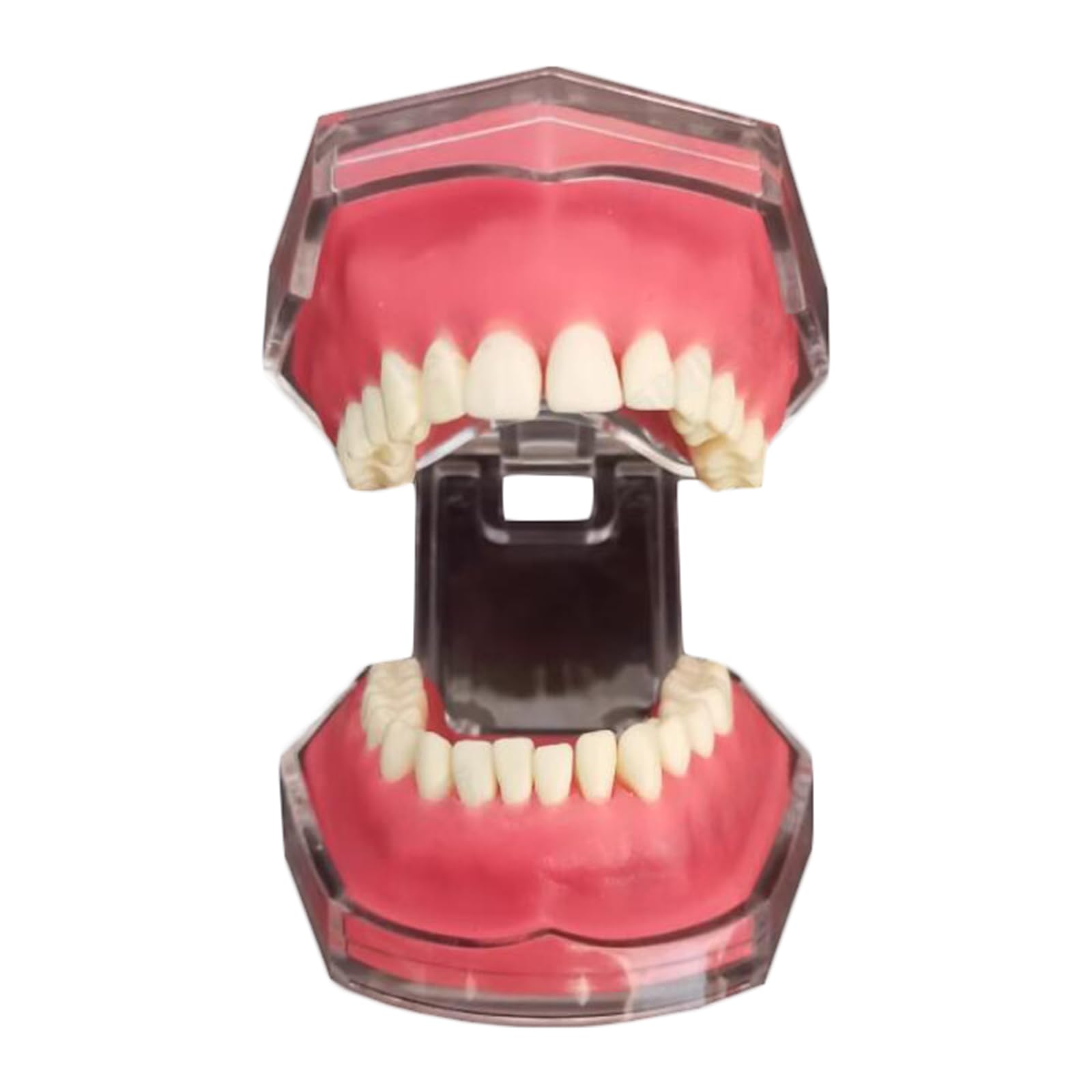 Modello di Estrazione Dentale, Modello Dentale in Resina a Bocca Intera, per la Comunicazione Pratica, Ornamenti clinici, sussidi didattici per l'odontoiatria
