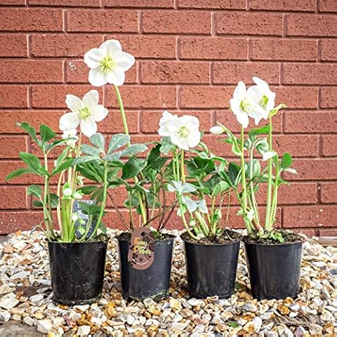 Helleborus Niger Christmas Roses in Pots Cover