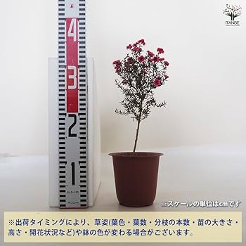 緑の梅の花 リョクガクバイ（緑萼梅）|二次元コード花木図鑑|馬場花木園公式