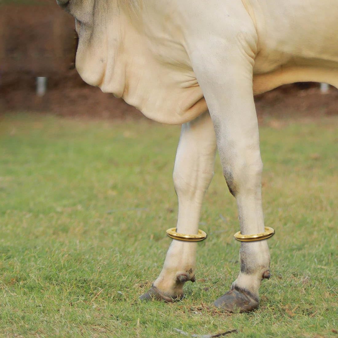 Kada/payal/painjan for Cow Calf,Buffalo,Bull,Oxen & Horses - (1 Pair) (B0CDGYQ77N) Amazon Price History, Amazon Price Tracker