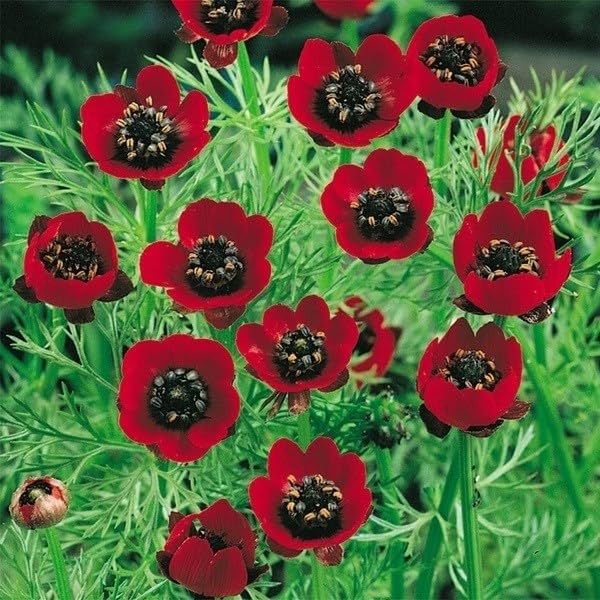 夏咲福寿草の種 Amazon.co.jp: 種 花たね 夏咲福寿草 1袋（2000mg) / 花種