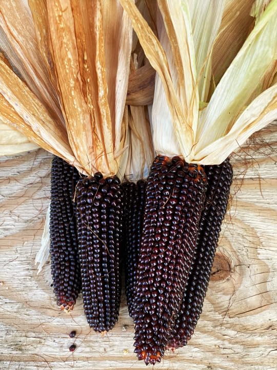 Popcorn-Mais 'Dakota Black' (Zea mays) Samen