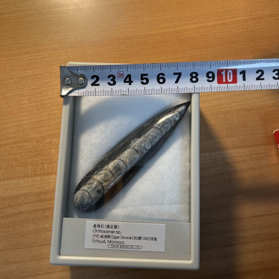 直角貝　化石　モロッコ産　標本 Amazon.co.jp: 直角石Orthoceras sp. 化石標本 約7000万年前