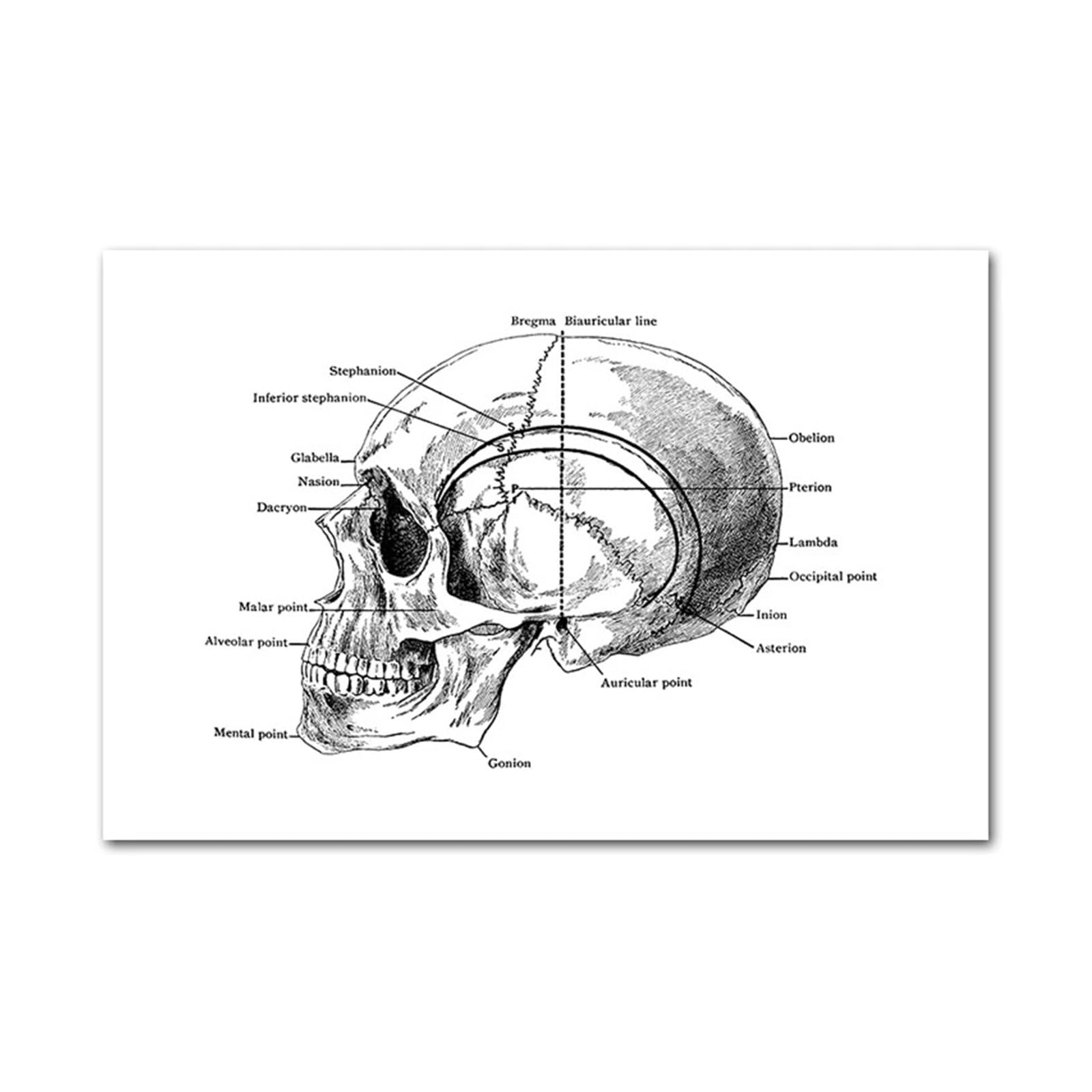 Cuadros En Lienzo De Anatomía Humana Médica, Póster Blanco Y Negro, Esqueleto Del Cuerpo, Impresión Anotaciones Musculares, Pintura Pared, Decoración Hogar, 1 Ud(Picture A,50x70cm Unframed)