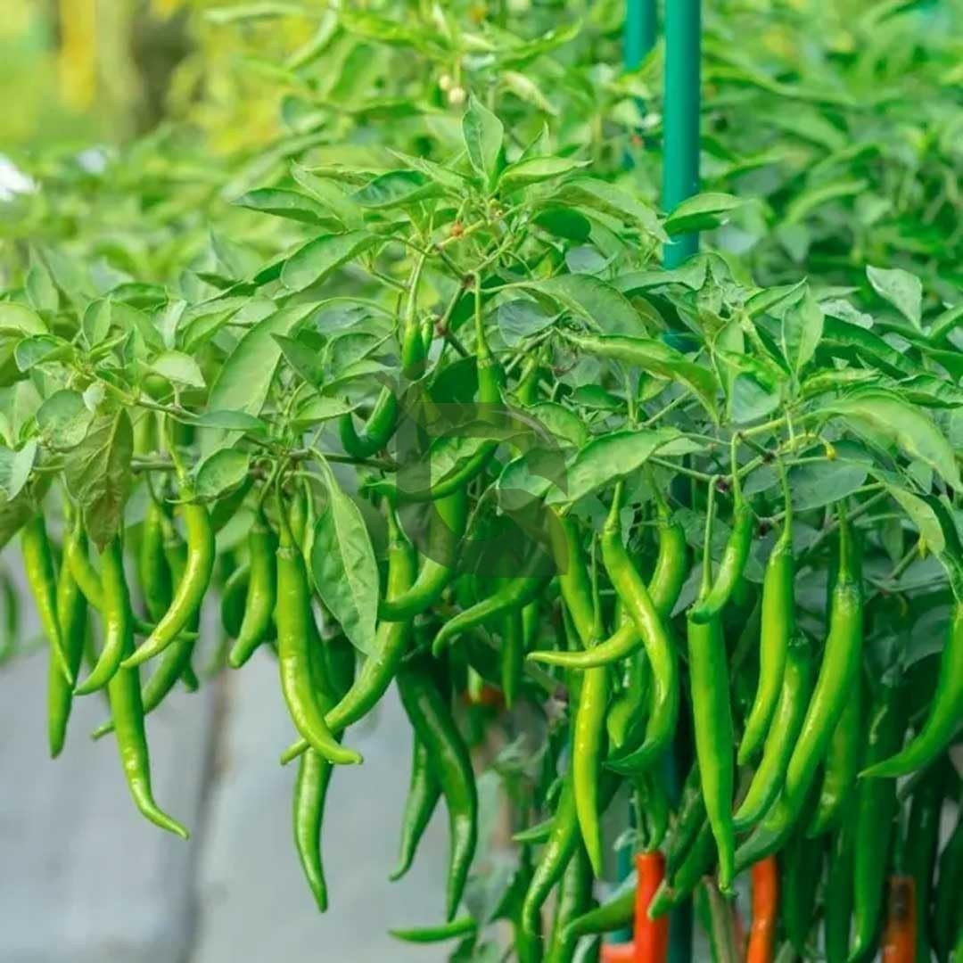 Green Chilli Live Plant | Mirchi Plant for Home Gardening | Spicy Vegetable Plant Easy Grow | Kitchen Garden, Balcony, Terrace Outdoor Plant | Fresh Organic Chili Plants- Pack of 1-image-7