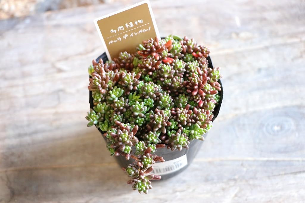 Amazon.co.jp: 多肉植物 セダム ベッラ・デ・インベルノ 2.5〜3号