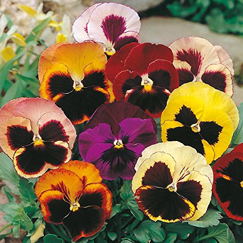 Creative Farmer Flower Seeds : Pansy Hybrid Mix Seeds -Yellow, Brown,Red,White And Pink Mix Plant Seeds Outdoor Plant Seed Garden [Home Garden Seeds Eco Pack] Plant Seeds (B078RH4NRN) Amazon Price History, Amazon Price Tracker