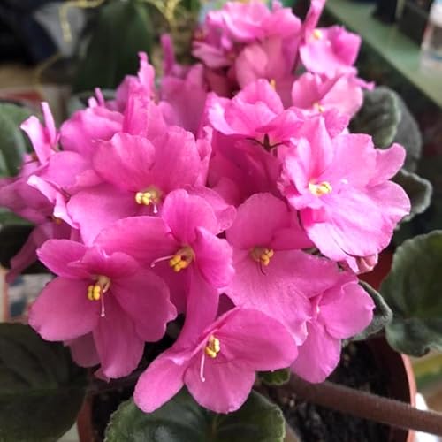 Miniatura 2 de Plantas vivas de violetas africanas rosas, plantas vivas de interior de color violeta africano, 4 en maceta, de 4 a 6 pulgadas de alto