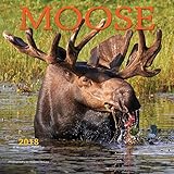 Moose 2018 12 x 12 Inch Monthly Square Wall Calendar by Wyman, Wildlife Animals Hunting
