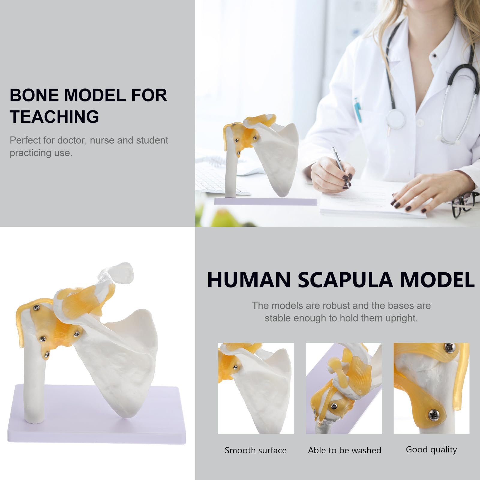 MAGICLULU Modèle d'Articulation de L'Épaule en PVC avec Ligament, Base Stable, Outil Pédagogique pour Écoles et Hôpitaux, Squelette Anatomique