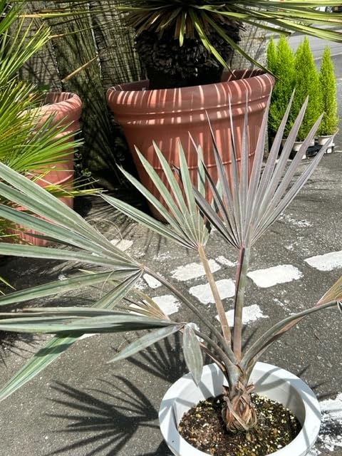 Amazon.co.jp: ヤシの王様 ビスマルキア （シルバーグリーン系リーフ