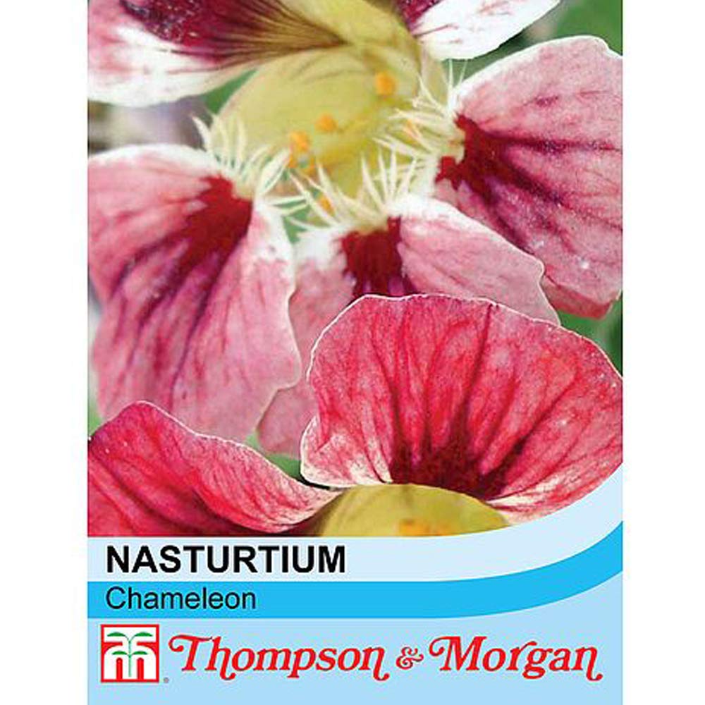 Nasturtium Seeds 'Chameleon' Tropaeolum majus Indian Cress Half-Hardy Annual Flowering Seeds Garden Plants Colour-Changing Summer Flowers 1 Packet 20 Nasturtium Seeds by Thompson and Morgan