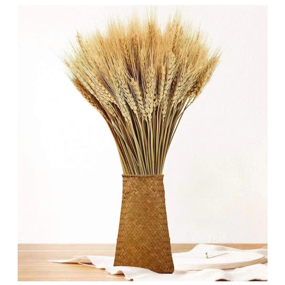 100 Steli Spighe di Grano Secche Spighe di Grano Decorative Fiori Secchi Naturali Spighe di Grano Decorative per Bomboniere 40 cm
