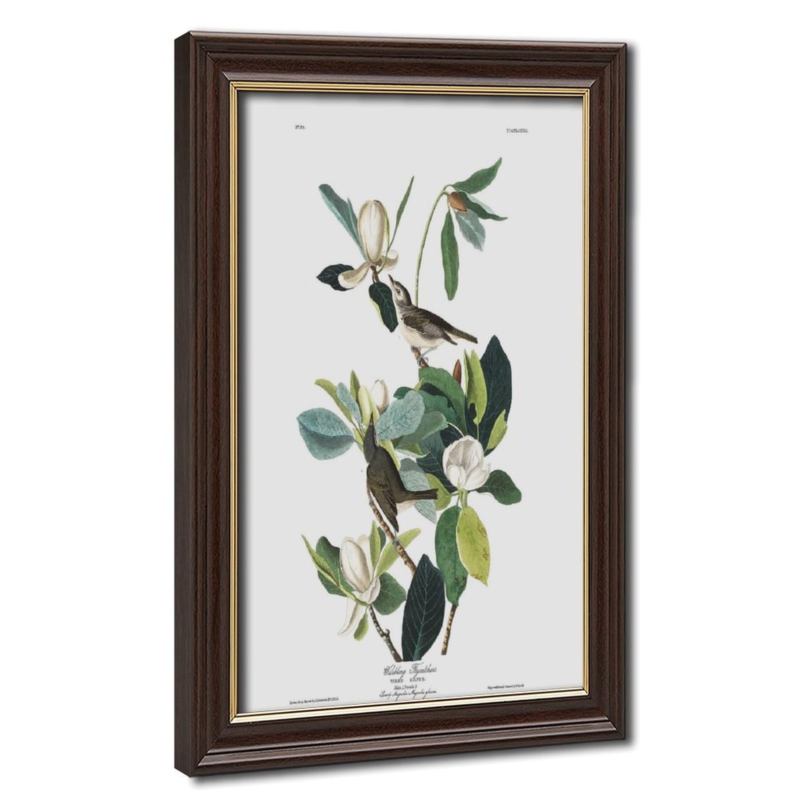 WCYB Warbling Flycatcher by John James Audubon Prints Posters Canvas Deco Paintings Wall Art For Office Hangable Frame 8" L X 12" W