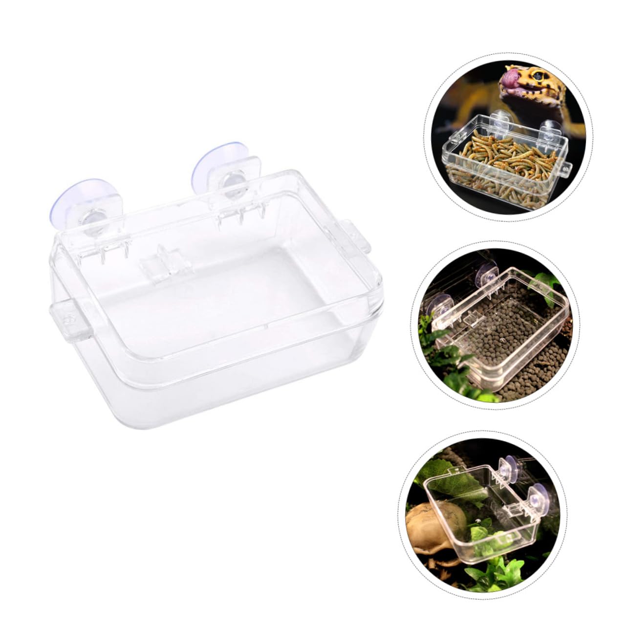 BESPORTBLE 6pezzi Ciotole Trasparenti per Rettili per Lucertole e Gecko Accessorio Pratico Piante Terrario e Animali Domestici