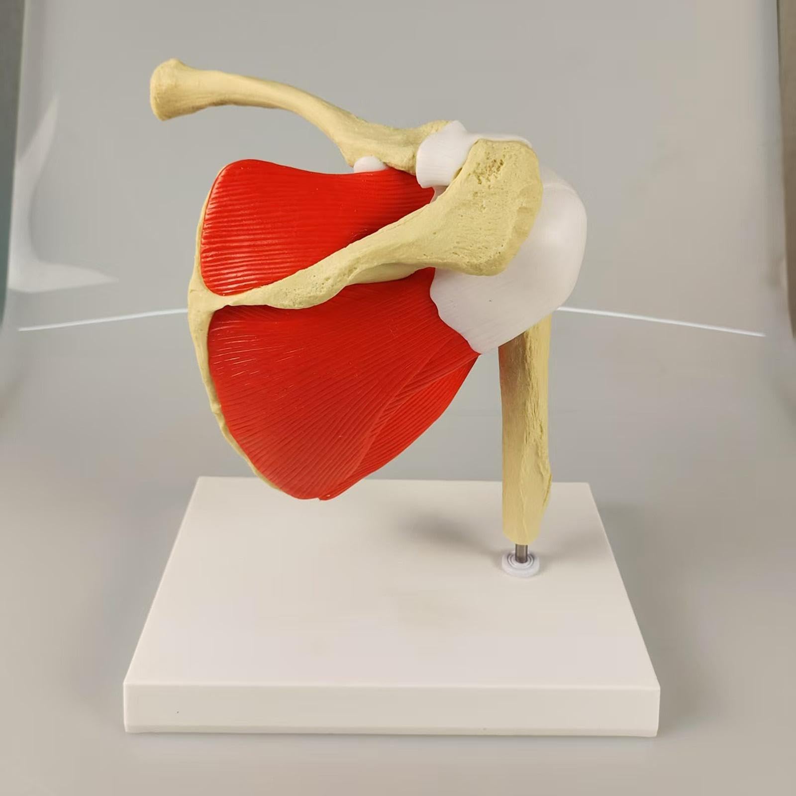 Model ludzkiego stawu barkowego, model anatomiczny, lekkie, kompaktowe akcesoria, narzędzie edukacyjne do prezentacji, szkolenia, nauki