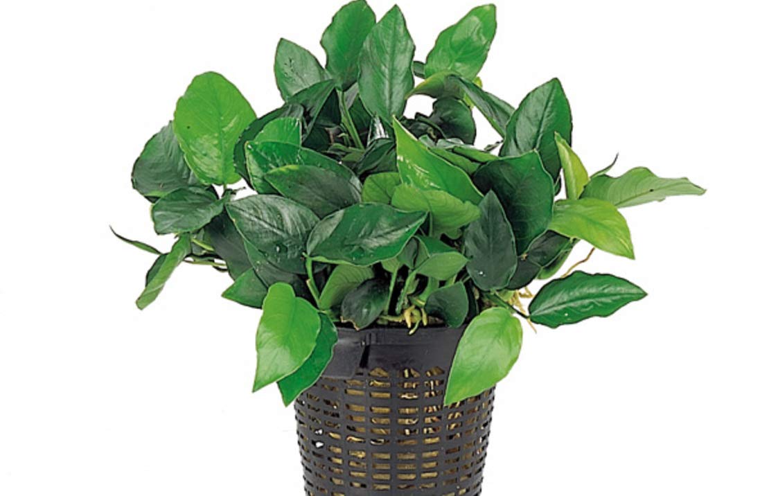 Anubias barteri VAR. Nana XL Mother Plant - Live Aquarium Plant