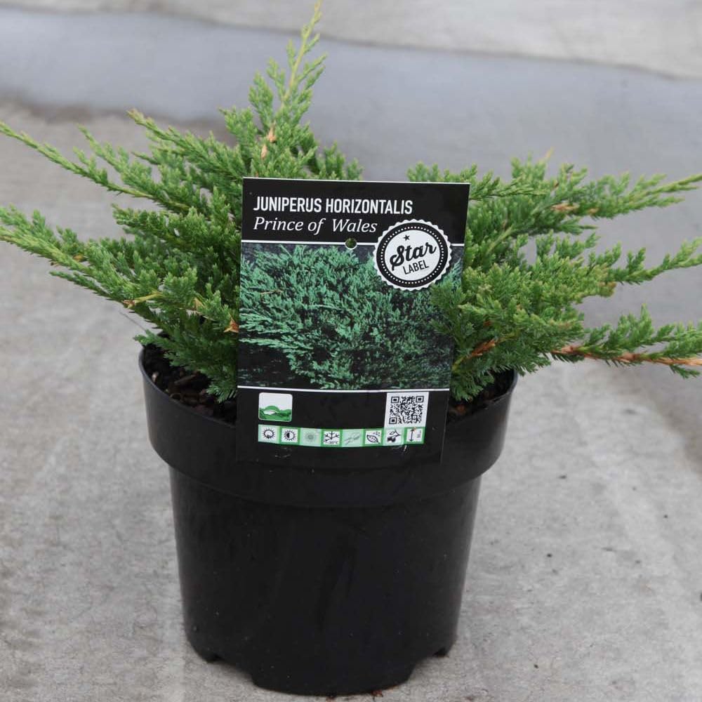 Juniperus Horizontalis Prince of Wales Creeping Evergreen Conifer with Blue-Green Foliage and Winter Burgundy Tints 2X 7.5 Litre Pots by Thompson and Morgan