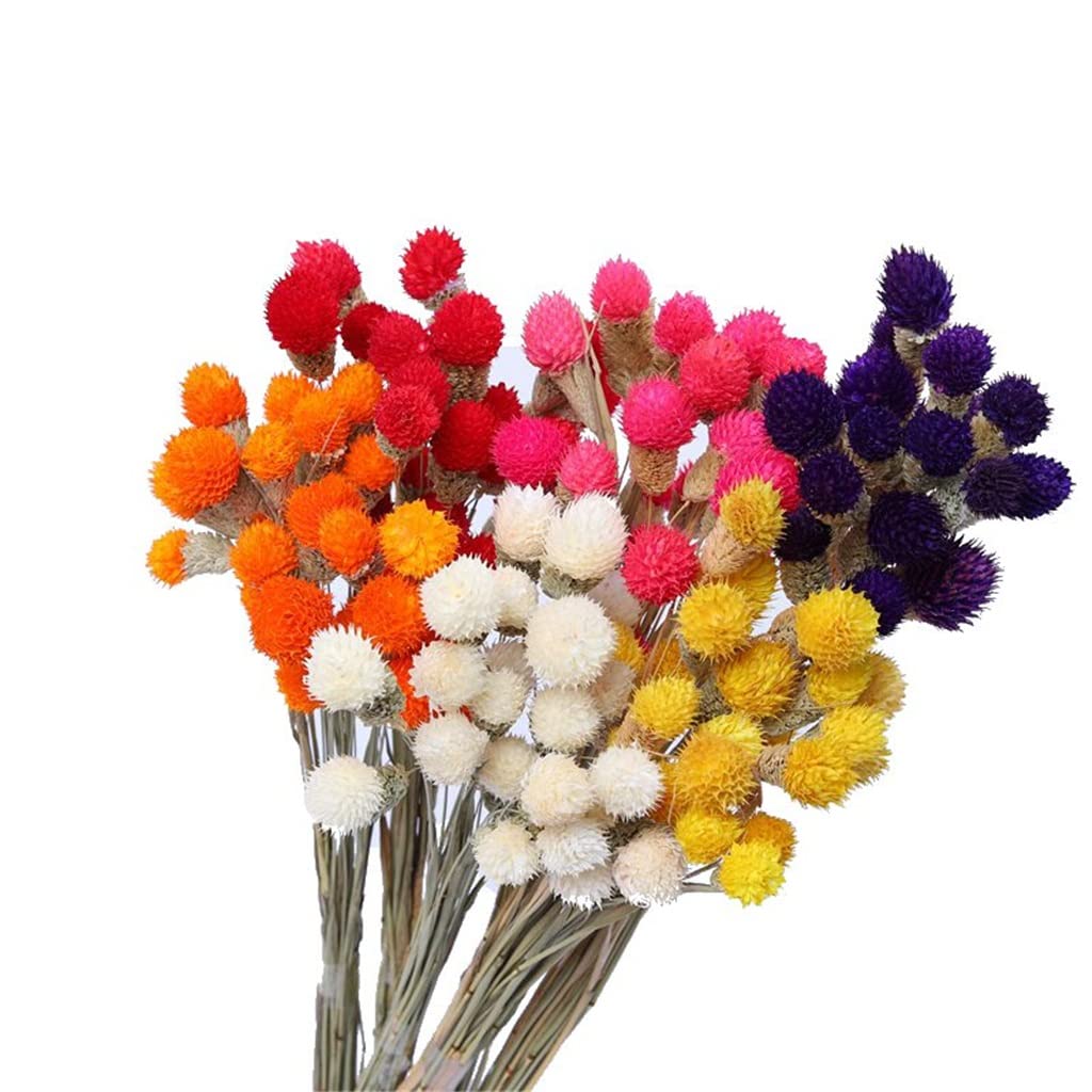 Bouquets De Mariage Faits À La Main, Tenant Des Fleurs, shoupenghua 10pcs Fleur Sèche Nature Vraies Fleurs De Baies Sèches Affichage Floral Plante D'herbe De Lapin for Bouquet De Mariage (Color : C, S