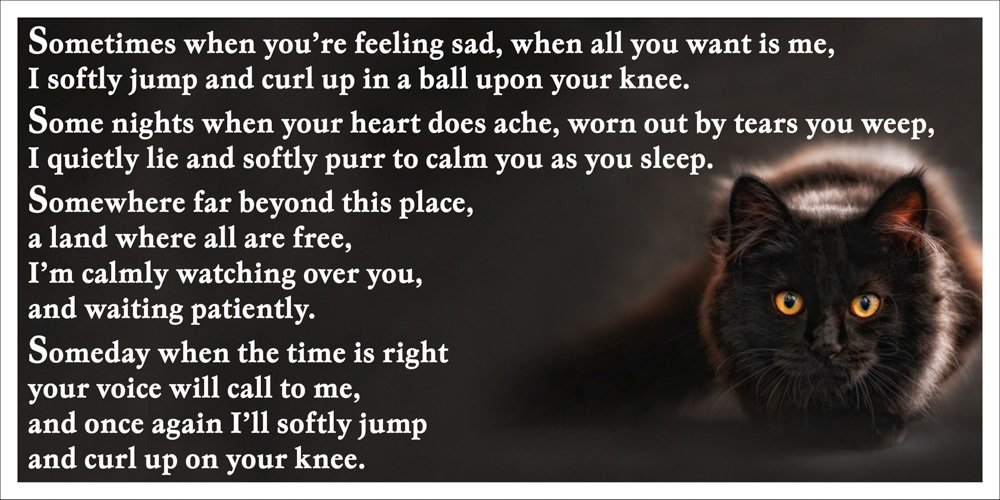 Black Cat Bereavement Memorial Flexible Fridge Magnet Gift - Someday