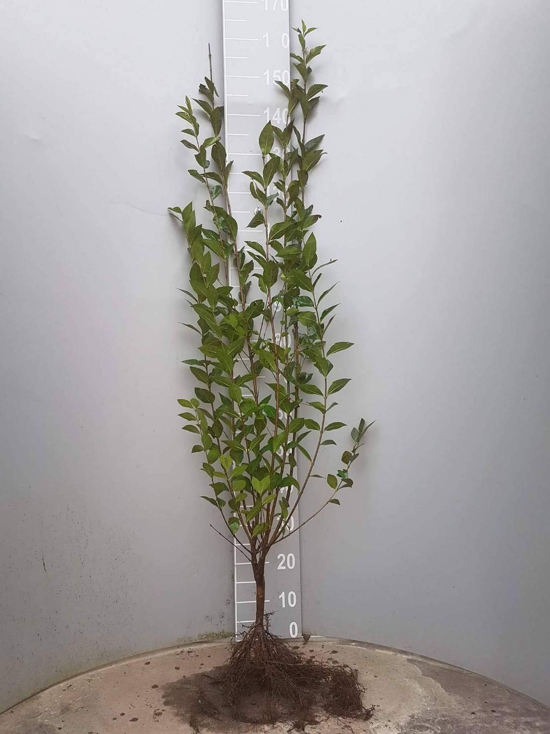 chaya plant Chaya Spinach Plant – SoulFire Farm main image 1