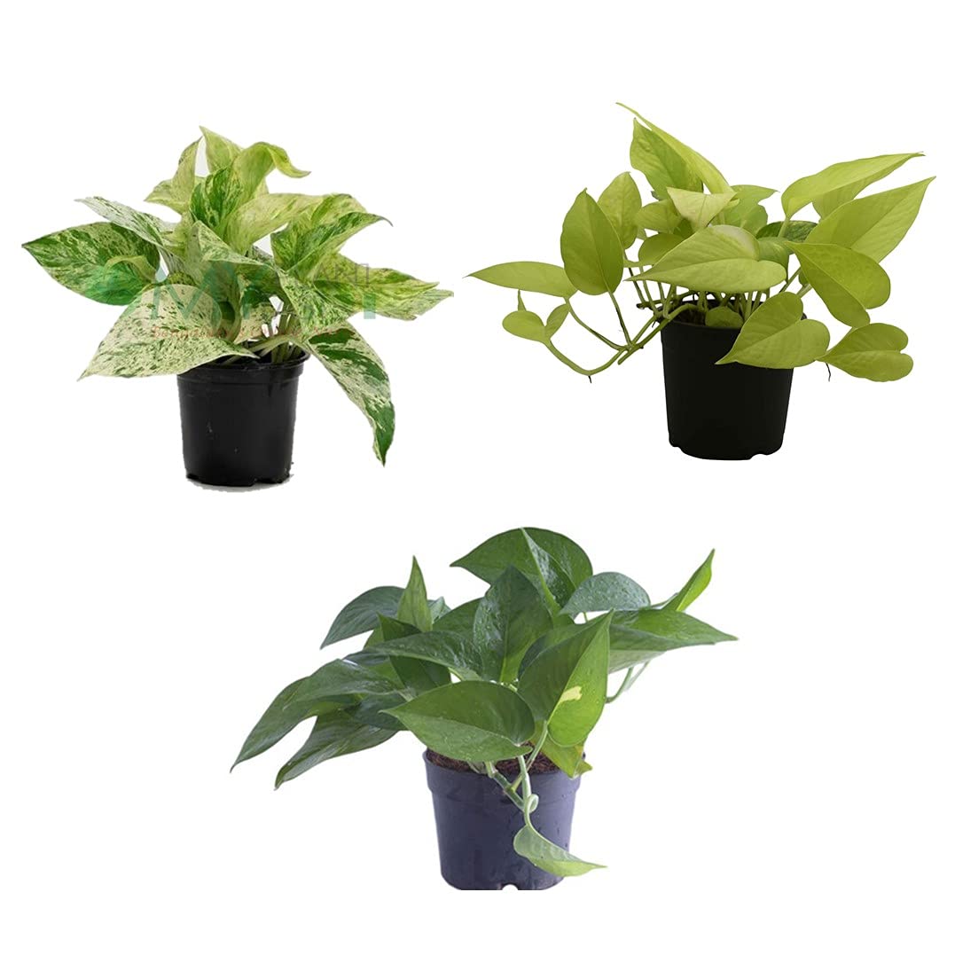 Pack of 3 Money Plant - Green Money Plant / Golden Pothos / Queen marble 4"Pot Live Plant (B096QXJCWB) Amazon Price History, Amazon Price Tracker