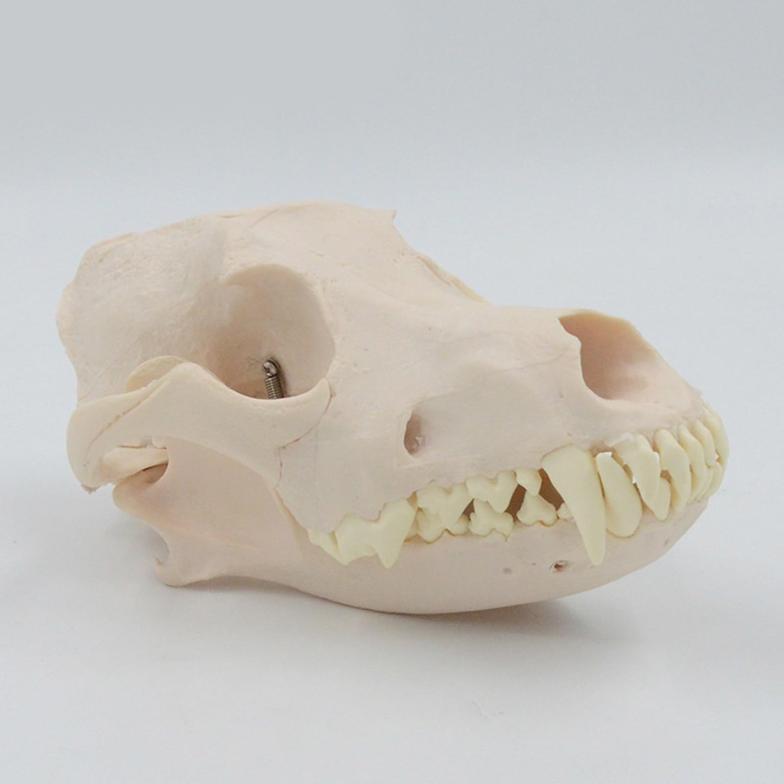Modelo anatómico de calavera de perro, modelo de esqueleto realista anatómico de cabeza de perro, modelo de hueso para educación veterinaria