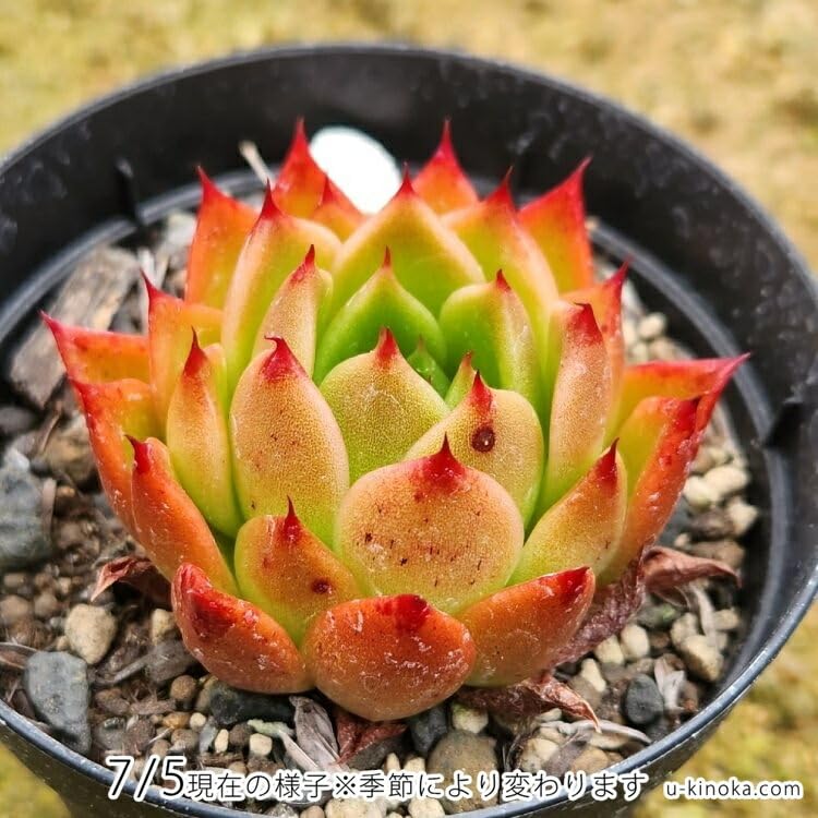 Amazon.co.jp: Echeveria Echeveria 3.0 inch (7.5 cm) Pot, Succulent