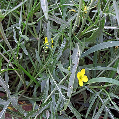 Dzika rukola / Rucola selvatica (Diplotaxis muralis) - ok. 1500 nasion