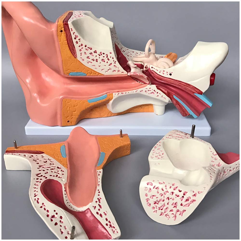 Sjdopulse Ear Anatomical Model - Large Ear Model Human Organ Anatomy Model - Human Ear Model - For Medical Education Teaching Model, Study Teaching Medical Model