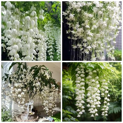 300+ Exotic Climbing Jasmine Flower Seeds for Planting Fragrant Plant Seeds Non-GMO Garden Home Jasmine Garden Balcony Climbing Flower
