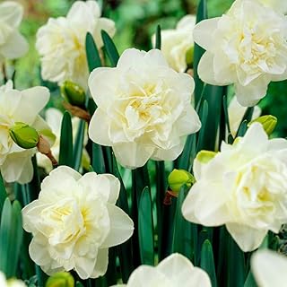 5 x Narcissus Double Obdam - Spring Flowering Bulbs – Peaceful Multi-Layered Blooms of White Daffodils – Perennial – for Your Beautiful Garden