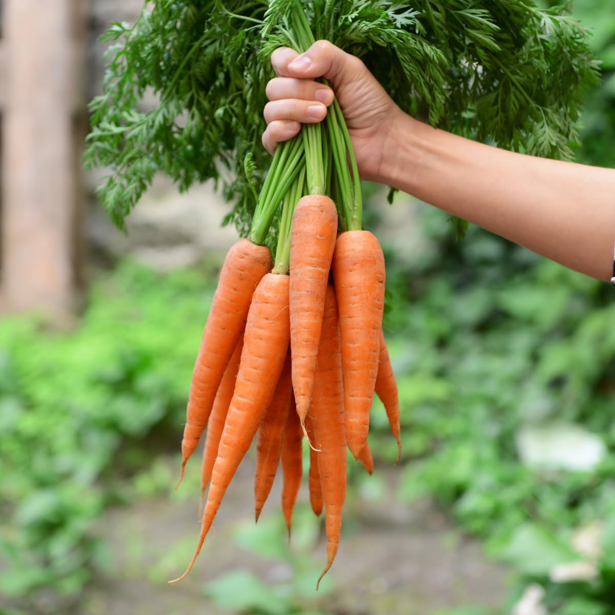 ONLINE PLANT BAZAR Carrot Gaajar Vegetable Seeds (Pack Of-100 Plus Seeds) (B0CLKNT2TC) Amazon Price History, Amazon Price Tracker