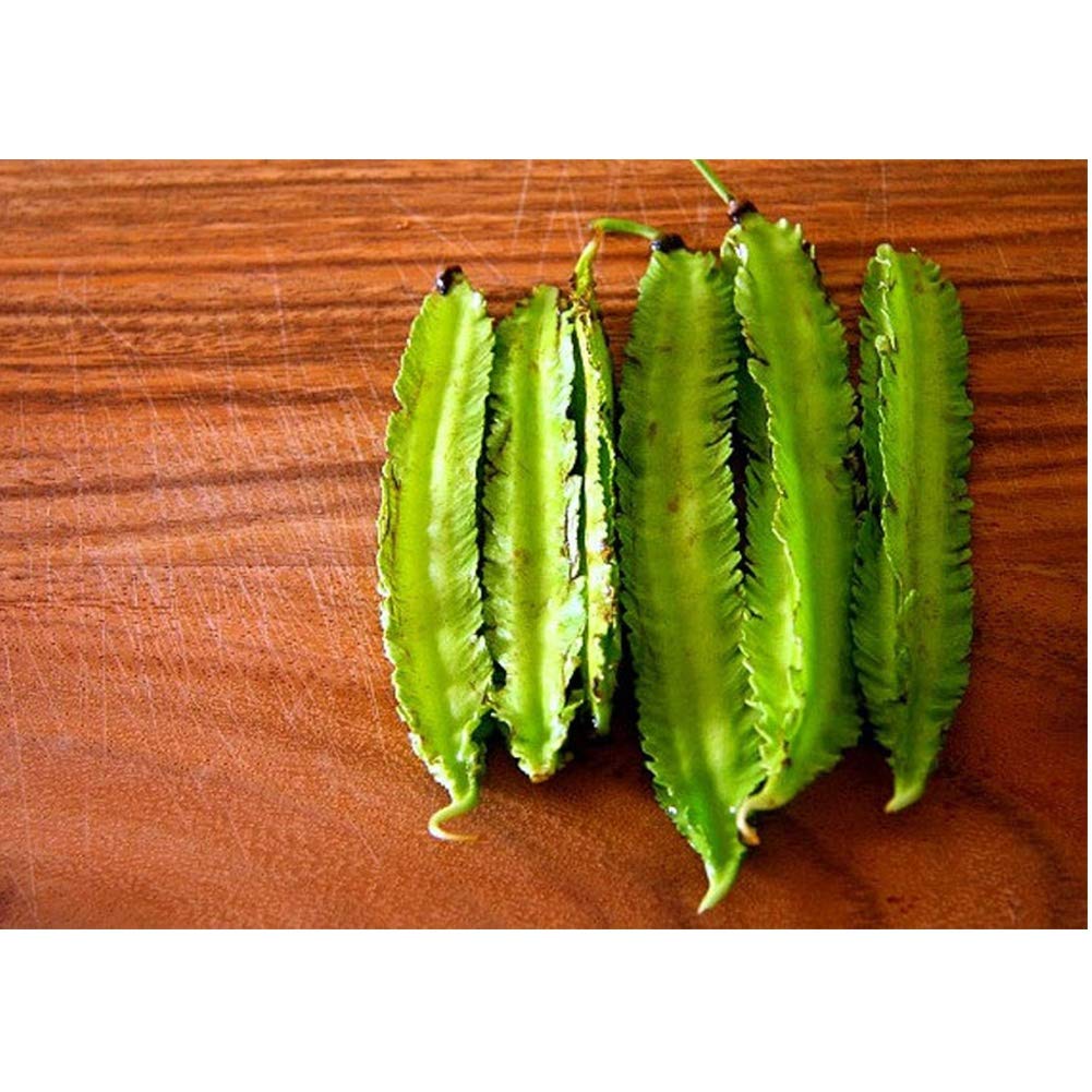 MOCRIS Frijol alado bonsai vegetal en maceta de alto brote: Amazon ...