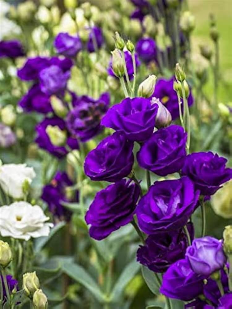 Purple Lisianthus/Nandini Flowers Plant, Double-Petaled Blooms, Garden Rose Style Pack of 1-image-29