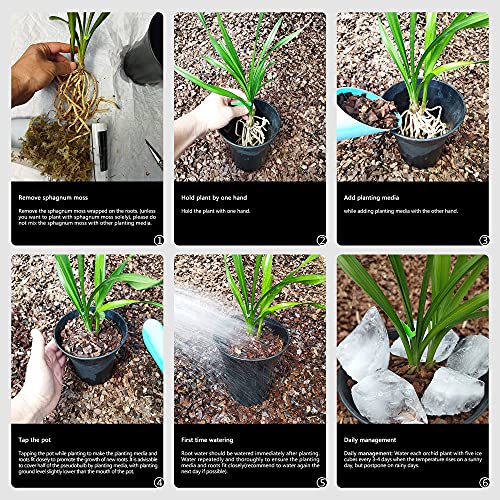 Live Indoor Orchid Plants, Rich Fragrance When Blooming,Easy To Grow House Plants With A Square Pot,Unique Plant Gifts For House And Office Decoration-(Not In Bloom When Shipped) (Sapphire) #TOP6