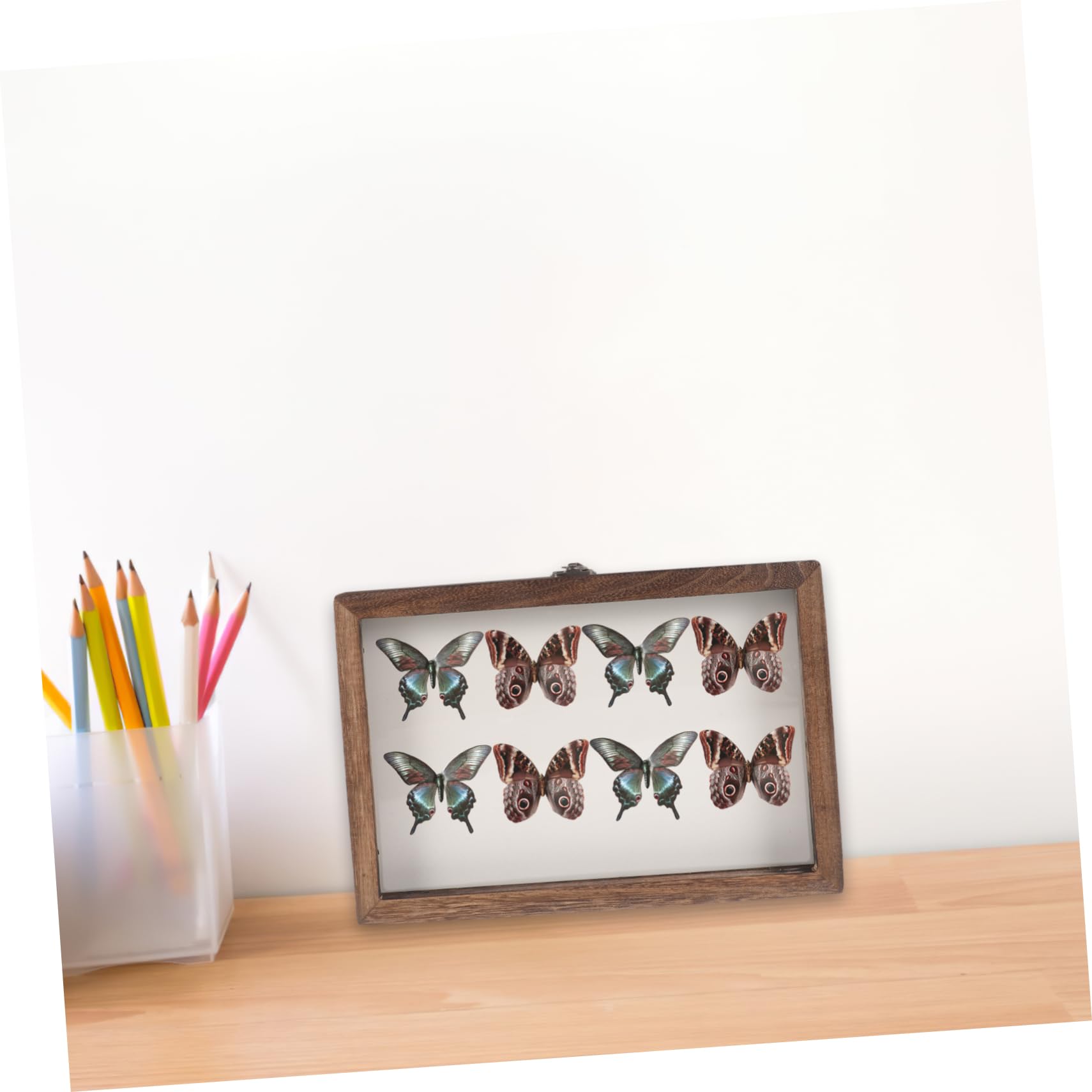 VICASKY Caja de Exhibición de Insectos Vintage Estuche para Muestras de Insectos Tapa Transparente Vitrina para Especímenes de Plantas para Colección de Mariposas y Almacenamiento de Espec