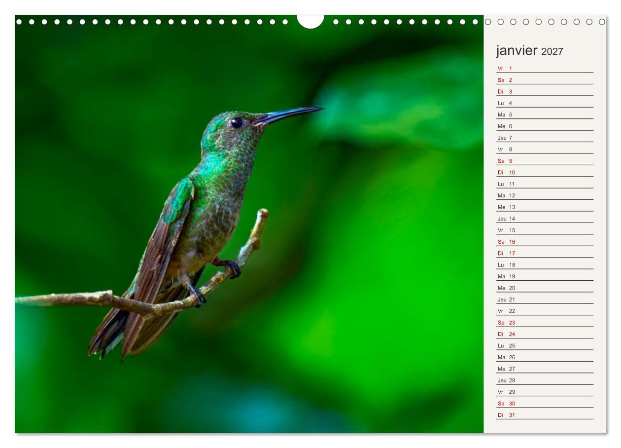 Colibris - éclats de nature (Calendrier mural 2027 DIN A3 vertical), CALVENDO calendrier mensuel: Joyaux de la forêt tropicale
