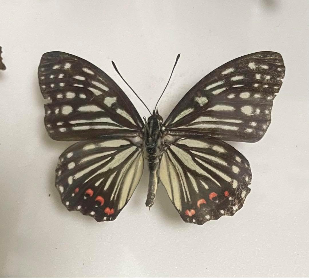 蝶標本 タテハチョウの仲間 <0824z蝶標本> Amazon.co.jp: 蝶の標本 蝶標本 タテハチョウの仲間 <0824z蝶標本> Amazon.co.jp: 蝶の標本