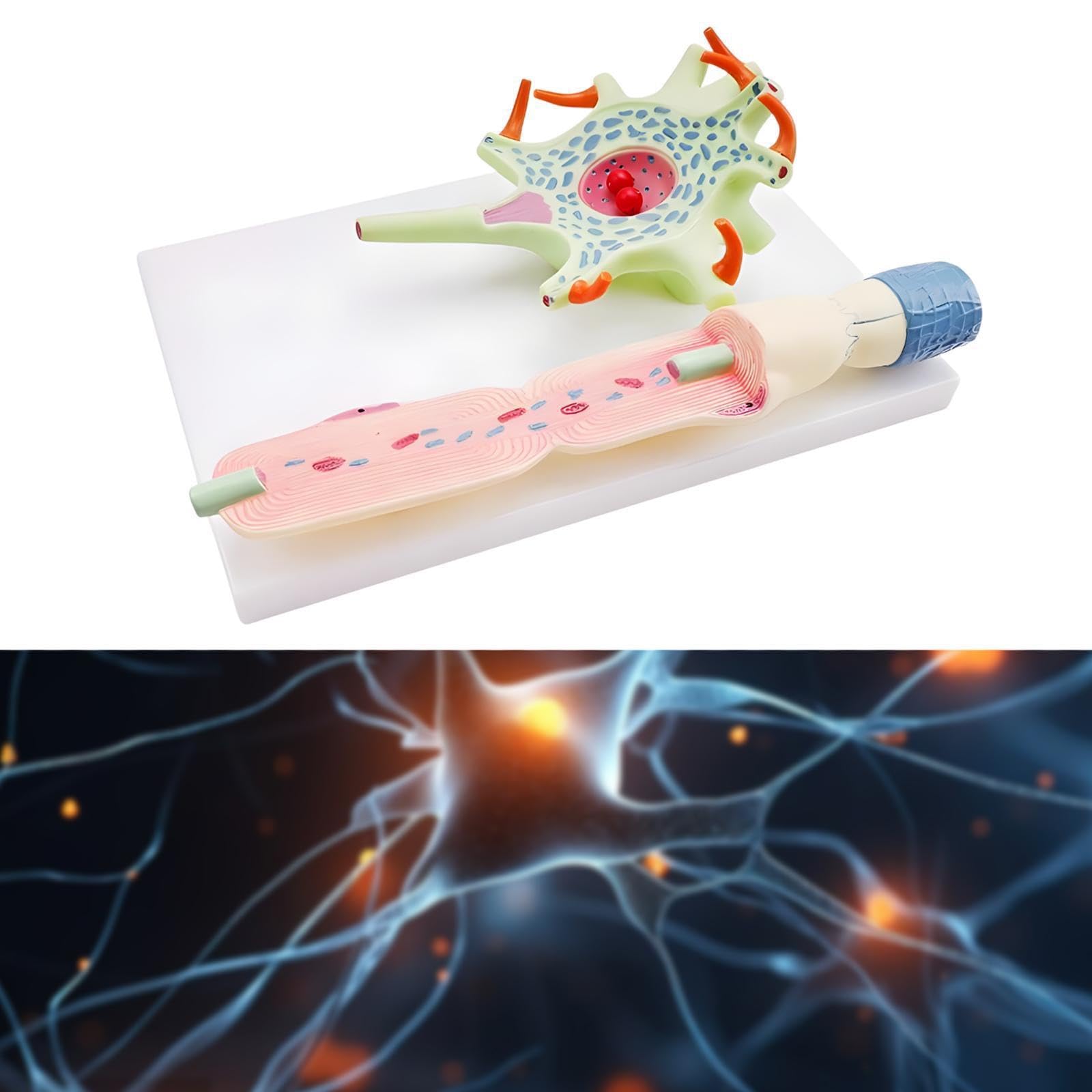 Effektives neuronales Modell veranschaulicht die Neuronenstruktur | Axonen und Dendriten – Unterrichtsmaterial zum Thema Neuronenanatomie