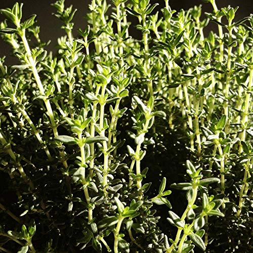 Tomilho Orgânico Frasco 70g Kampo de Ervas