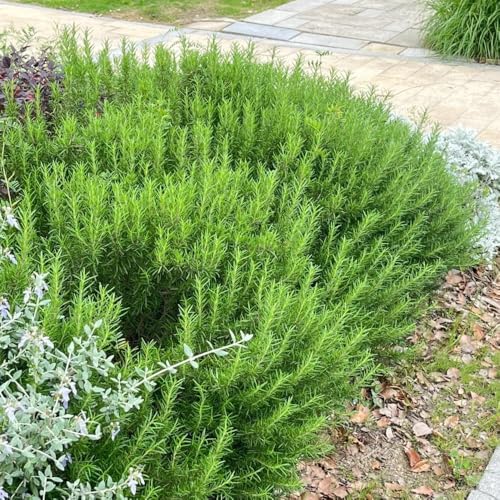 10 piezas semillas de romero perenne resistente semillas jardín balcón rocas resistentes