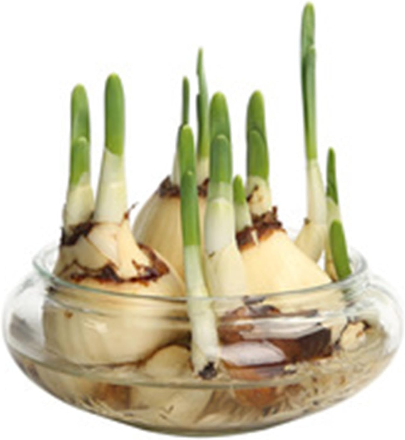 Lotus Bowl Planter Round Lotus Bowl Glass Lotus Flower Bowl 6 Inch Lotus Bowls for Planting in Water Indoors Applicable to Bonsai Bowl Lotus Flower Hydroponic Plant Home Decor (3 PC)