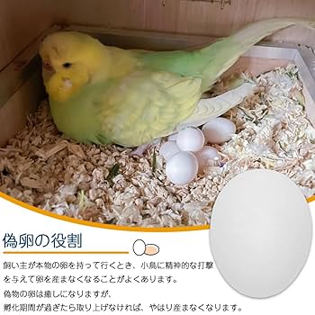 Amazon | 偽卵 鳥おもちゃ 6個セット 偽の卵 プラスチック製の卵