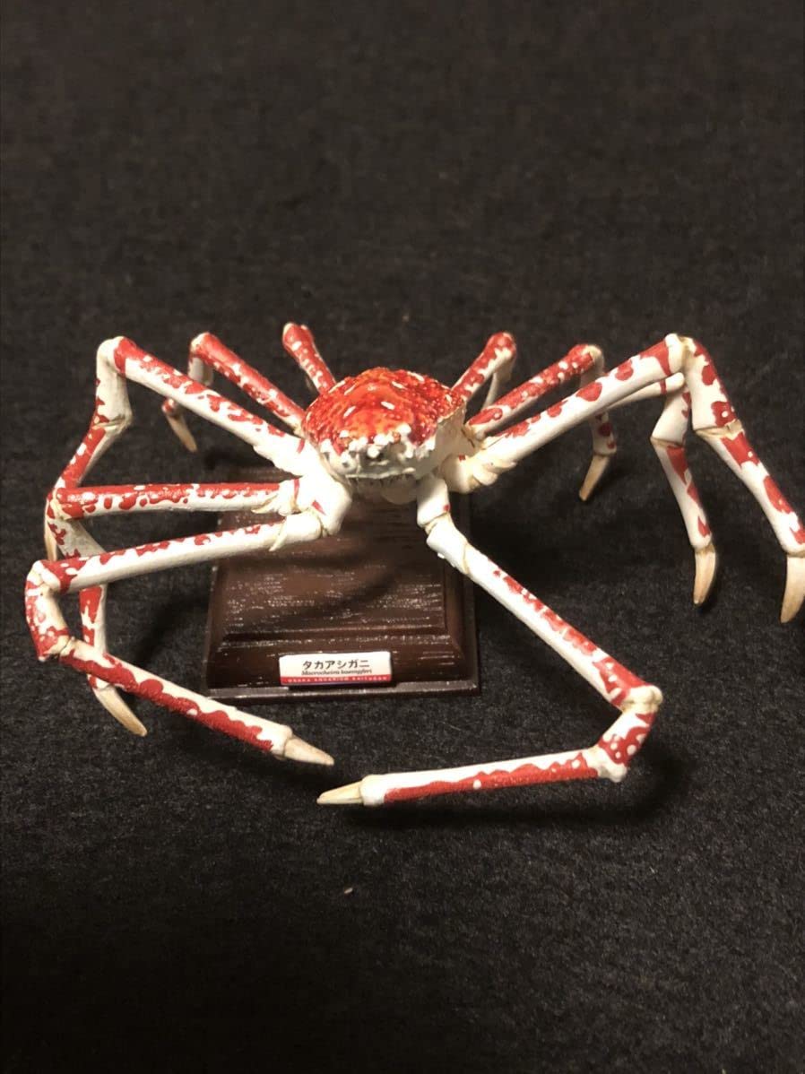 Amazon.co.jp: 海遊館ミュージアム タカアシガニ : ペット用品