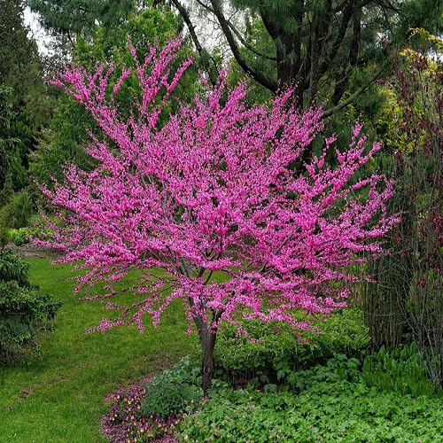 30Pcs Pink cercis Canadensis Tree Seeds
