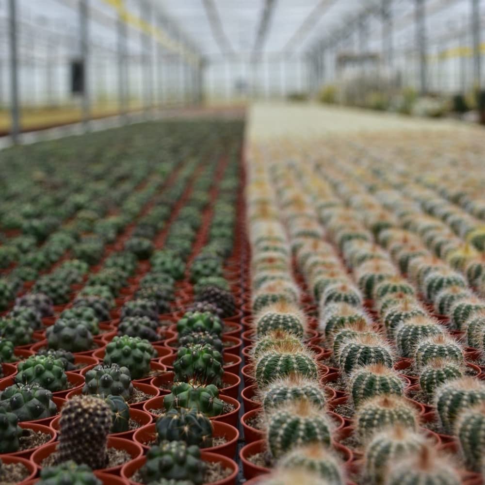 ZynesFlora Mini Cactus Set - 12 Pieces in 5.5 cm Grower's Pot