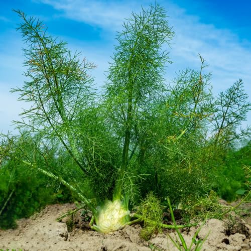 semillas de bulbo hinojo, culinarias jardín balcón la cama huerto mini 500pcs