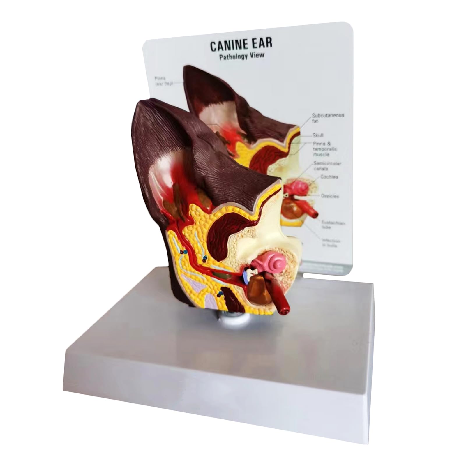 Model ucha psa Anatomia - Anatomiczny model ucha 3D - do szpitala dla zwierząt domowych Materiały edukacyjne Prezenty, mięso, 20 cm